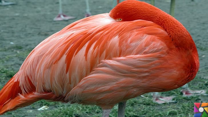 Flamingoların özellikleri nelerdir? Tek ayak üzerinde neden duruyorlar? | Rose FlamingoFlamingoların özellikleri nelerdir? Tek ayak üzerinde neden duruyorlar? | Rose Flamingo
