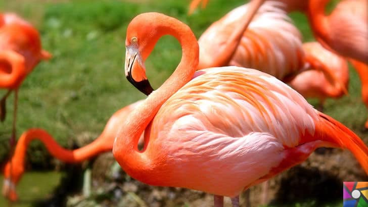 Flamingoların özellikleri nelerdir? Tek ayak üzerinde neden duruyorlar? | Rose Flamingo