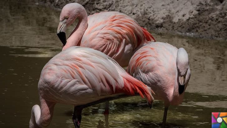 Flamingoların özellikleri nelerdir? Tek ayak üzerinde neden duruyorlar? | Orta Amerika Flamingosu