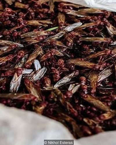 Meksika mutfağındaki lüks karınca ezmesi: Çikatana Sosu | Nasıl yeniyor?