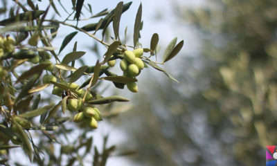 Zeytin mi daha önemli? Yoksa sökülüp Tesis yapılması mı?