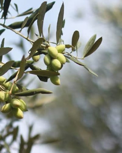 Zeytin mi daha önemli? Yoksa sökülüp Tesis yapılması mı?