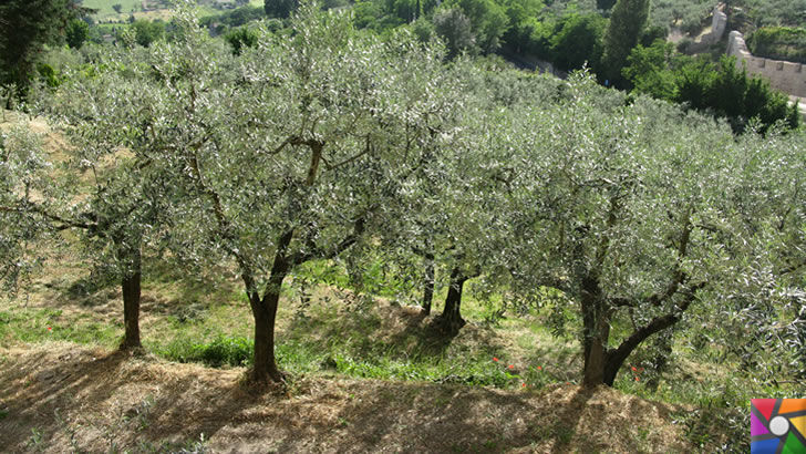 Zeytin mi daha önemli? Yoksa sökülüp Tesis yapılması mı? | Zeytin Ağaçları