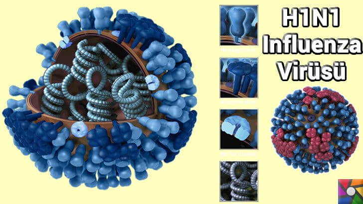 Grip Nedir? Nasıl Bulaşır? Gribin belirtileri nelerdir? Nasıl korunmalı? | Grip Virüsü influenza