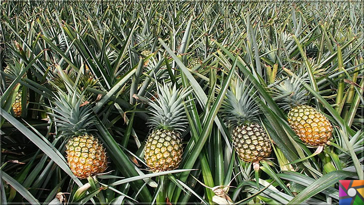 Ananas neden ve nasıl yenmeli? Ananasın yararları nelerdir? | Ananas tarlası