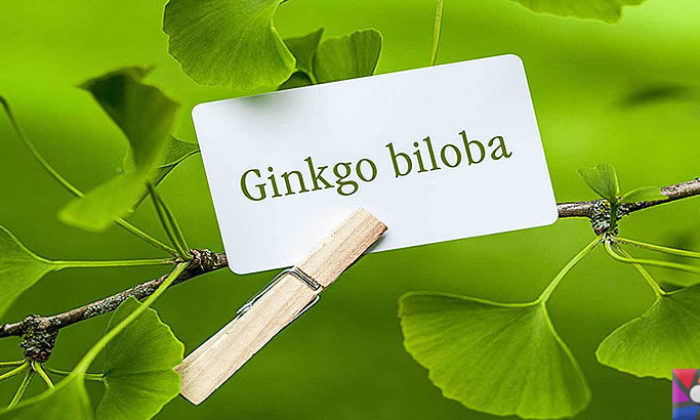 Ginkgo Biloba işe yarar mı?