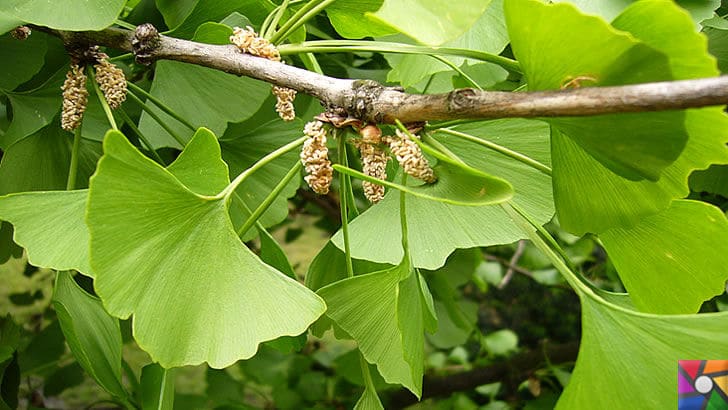 Ginkgo Biloba Nedir? Ginkgo Biloba'nın Faydaları ve Zararları nelerdir? | Ginkgo ağacı çiçekleri