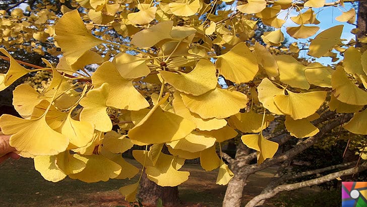 Ginkgo Biloba Nedir? Ginkgo Biloba'nın Faydaları ve Zararları nelerdir? | Ginkgo ağacı yaprakları sonbaharda sarı rengine bürünür