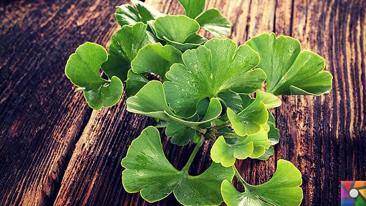 Ginkgo Biloba Nedir? Ginkgo Biloba'nın Faydaları ve Zararları nelerdir? | Ginkgo ağacı 300 seneden fazla ayakta kalabilir