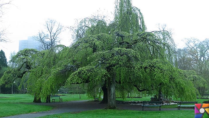 Ginkgo Biloba Nedir? Ginkgo Biloba'nın Faydaları ve Zararları nelerdir? | Hava Kirliliğinden kaçmak ve korunmak için bir Ginkgo ağacı bulun ve rahatlayın