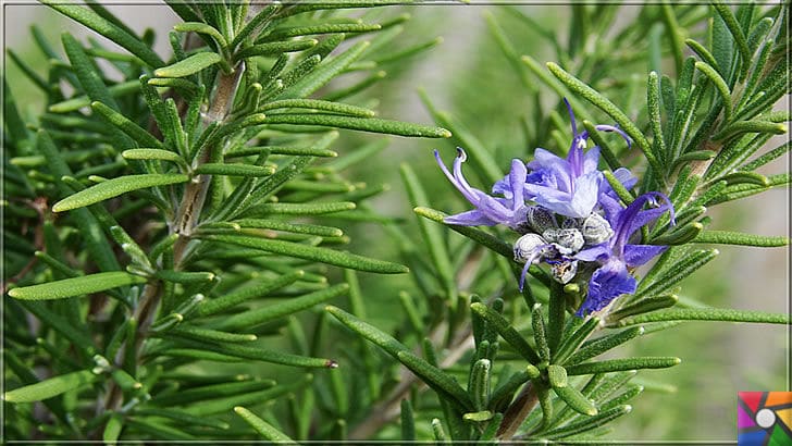 Hafıza ve zekayı geliştiren süper gıda Biberiyenin faydaları nelerdir? | Biberiye (Rosemary) ülkemizde ticari amaçlı üretimi arttırabilir bir bitkidir