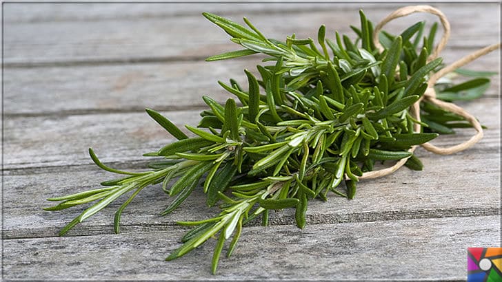 Hafıza ve zekayı geliştiren süper gıda Biberiyenin faydaları nelerdir? | Biberiye (Rosemary) tıbbi bir bitkidir