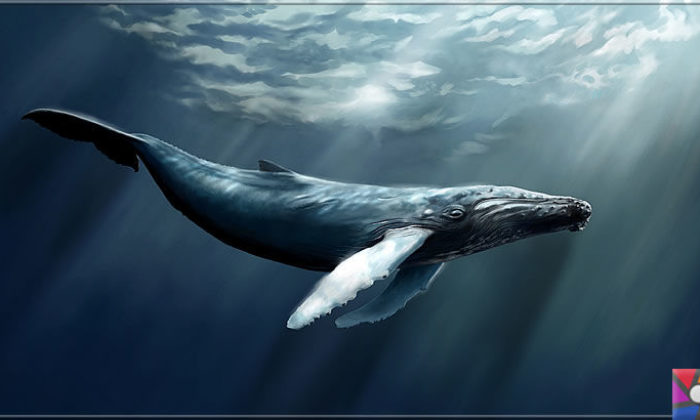 İnsanlar balinalar gibi 200 yaşına kadar yaşayabilecek mi? Bilim ne diyor?