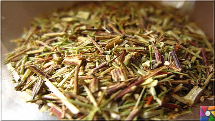 Rooibos Çayı zayıflatır mı? Rooibos Çayının yararları ve zararları nelerdir? | Rooibos Çayının fermente edilmemiş taze hali