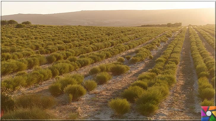 Rooibos Çayı zayıflatır mı? Rooibos Çayının yararları ve zararları nelerdir? | Güney Afrika kökenli Aspalathus linearis bitkisi