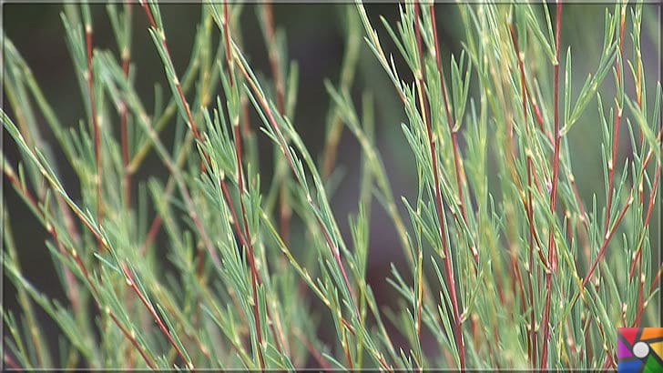 Rooibos Çayı zayıflatır mı? Rooibos Çayının yararları ve zararları nelerdir? | Güney Afrika kökenli Aspalathus linearis bitkisi