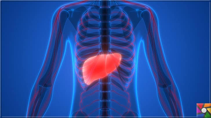 Sağlıklı bir Karaciğer için tüketilmesi gereken en iyi 21 gıda | Karaciğer vücuttaki en büyük 2. organdır
