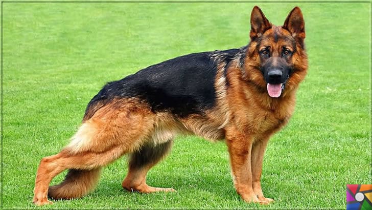 Alman Kurdu olarak bilinen Alman Çoban Köpeğinin harika özellikleri | Alman Çoban Köpeği (Alman Kurdu) fotoğrafı