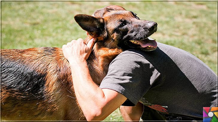 Alman Kurdu olarak bilinen Alman Çoban Köpeğinin harika özellikleri | Alman Çoban Köpeği (Alman Kurdu) sizin en samimi dostunuz olabilir