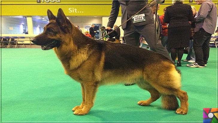 Alman Kurdu olarak bilinen Alman Çoban Köpeğinin harika özellikleri | Yarışmalara katılan örnek bir Alman Çoban Köpeği (Alman Kurdu) fotoğrafı