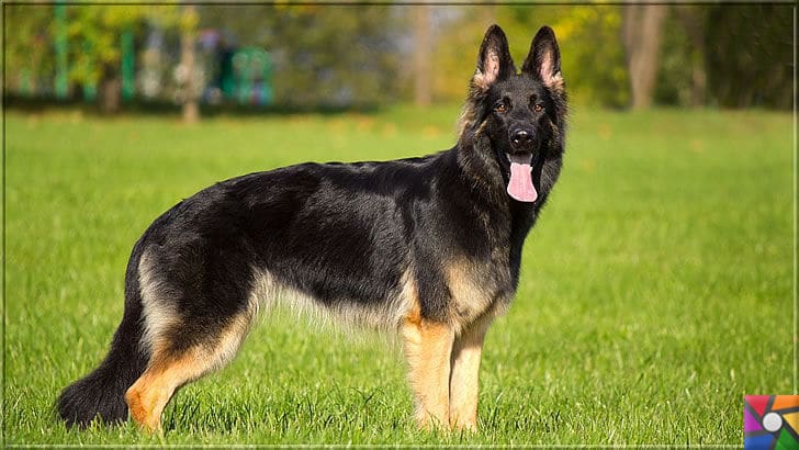 Alman Kurdu olarak bilinen Alman Çoban Köpeğinin harika özellikleri | Alman Çoban Köpeği (Alman Kurdu) bakımına ve sağlığına dikkat edilmeli