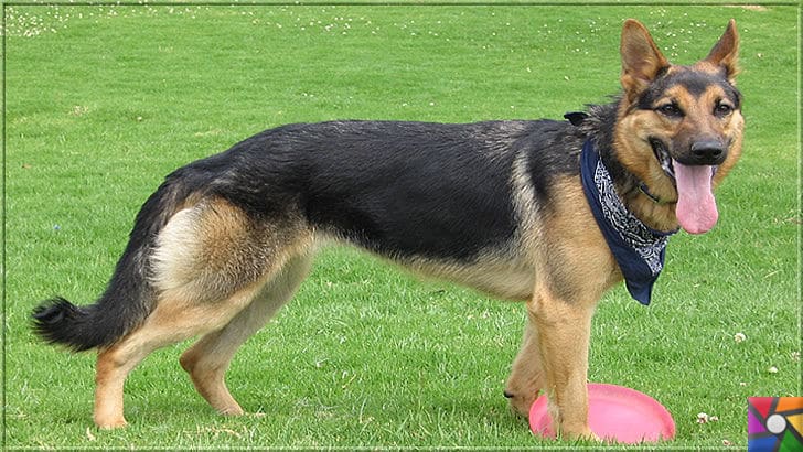 Alman Kurdu olarak bilinen Alman Çoban Köpeğinin harika özellikleri | Örnek bir Alman Çoban Köpeği (Alman Kurdu) fotoğrafı