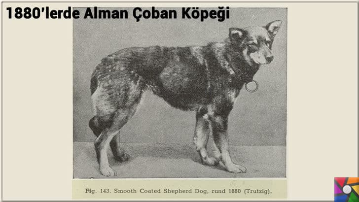 Alman Kurdu olarak bilinen Alman Çoban Köpeğinin harika özellikleri | 1900'lerden önceki Alman Çoban Köpeği fotoğrafı