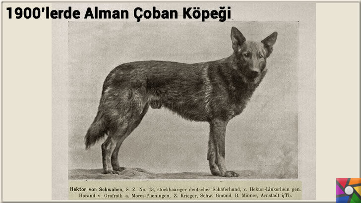 Alman Kurdu olarak bilinen Alman Çoban Köpeğinin harika özellikleri | 1900'lerden sonra değiştirilen ilk Alman Çoban Köpeği fotoğrafı