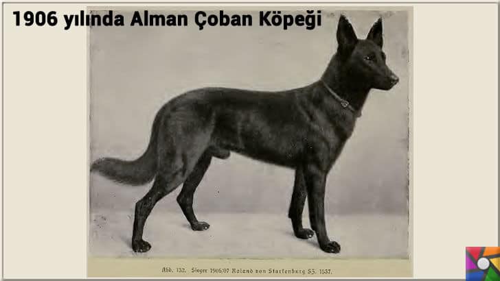 Alman Kurdu olarak bilinen Alman Çoban Köpeğinin harika özellikleri | 1900'lerden sonra değiştirilen yeni ırk Alman Çoban Köpeği fotoğrafı