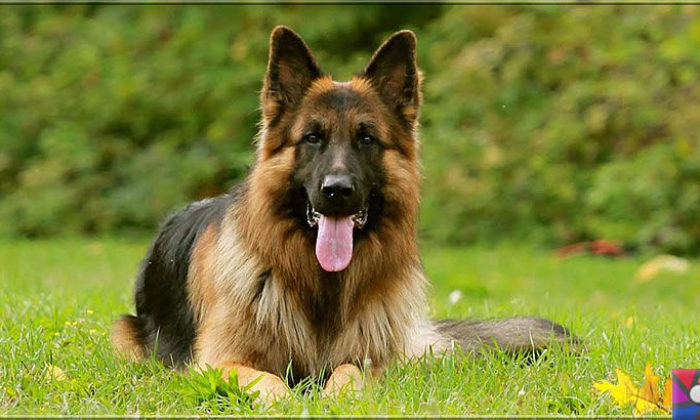 Alman Kurdu olarak bilinen Alman Çoban Köpeğinin harika özellikleri