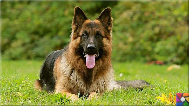 Alman Kurdu olarak bilinen Alman Çoban Köpeğinin harika özellikleri