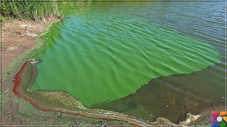 Dünyayı yaşanabilir hale getiren hayat kaynağı oksijen nasıl oluştu? | Siyanobakteri (Cyanobacteria) günümüzde göllerde ve denizlerde yeşil-mavi tabakayı oluşturuyor