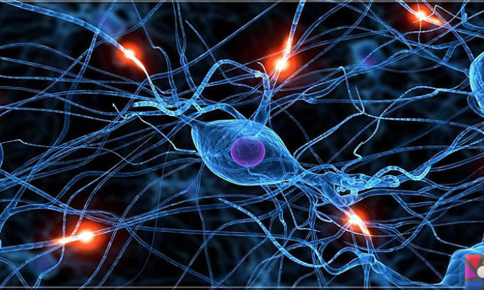 Nörotransmitter Nedir? Sinir sisteminde kaç çeşit Nörotransmitter var?