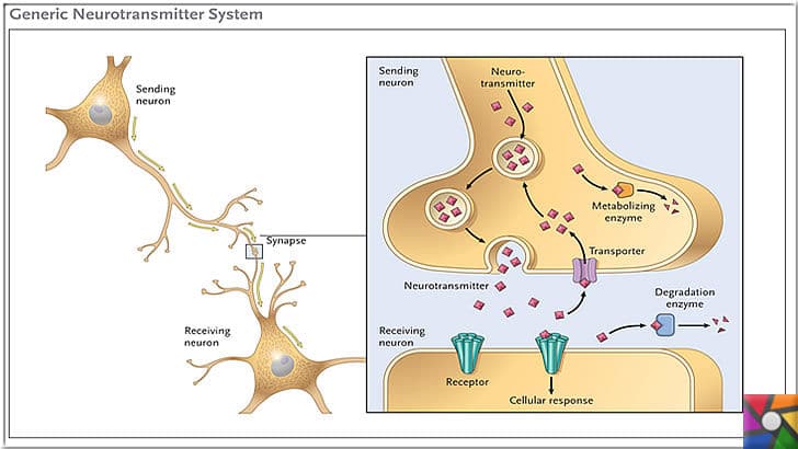 Nörotransmitter Nedir? Sinir sisteminde kaç çeşit Nörotransmitter var? | Sinir Hücrelerinde haberleşme
