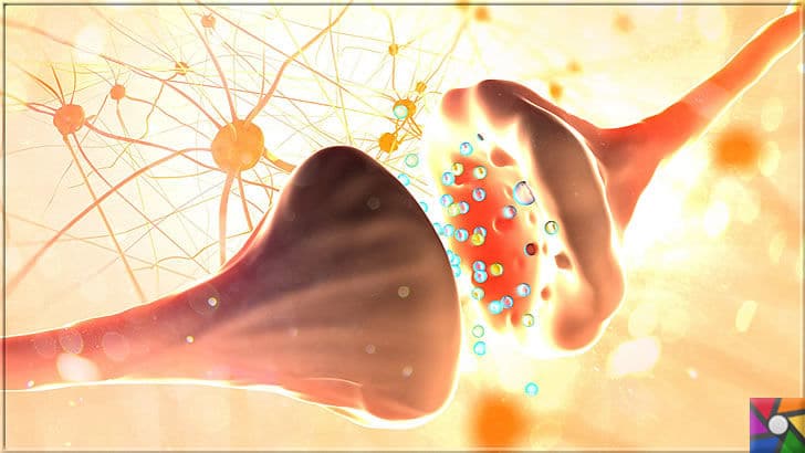 Nörotransmitter Nedir? Sinir sisteminde kaç çeşit Nörotransmitter var? | İki nöron arasındaki bağlantılar için Nörotransmitterler tepkimeye girer 