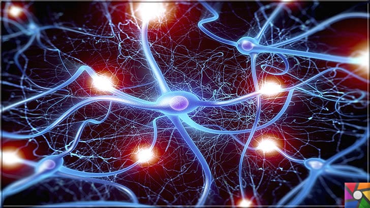 Serotonin nedir? Serotonini arttırmak için en iyi 10 doğal kaynak nedir? | Sinir Hücreleri yani Nöronlar birbirlerinden bilgi alması için Serotonini gibi Norotransmitterleri kullanır. 