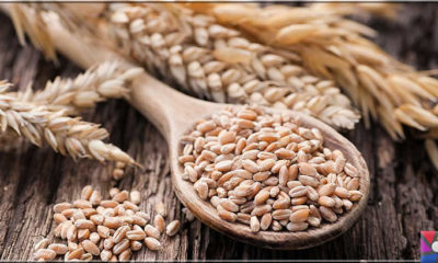 Neden buğday yemeliyiz? Buğdayın sağlık açısından bilinmeyen yönleri