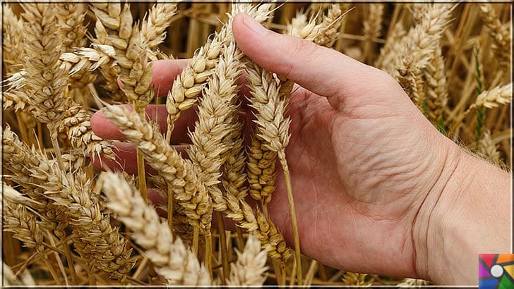 Neden buğday yemeliyiz? Buğdayın sağlık açısından bilinmeyen yönleri | Buğday başakları