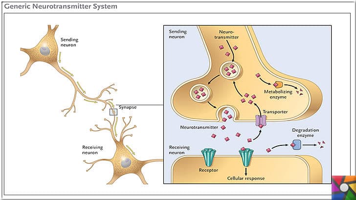 Dopamin Nedir? Dopamin eksikliği nasıl anlaşılır? Dopamin nasıl arttırılır? | Sinir hücreleri arasında iletişimi kuran kimyasallara nörotransmitter denir