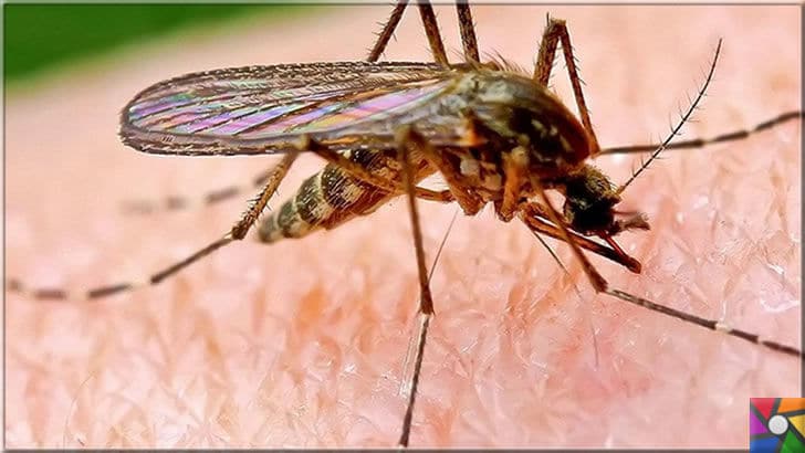 İlk hastalık ne zaman ortaya çıktı? Salgın hastalıklar nasıl oluştu? | Hayvanlardan geçen hastalıklardan günümüze kadar gelen en popüler Sıtma virüsü kendini git gide geliştirdi ve taşıyıcı olarak sivrisineklerle dağılıyor