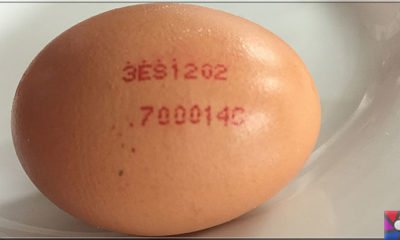 Yumurtanın üzerindeki kodlar ne işe yarar? Yumurtanın iyisi nasıl anlaşılır?