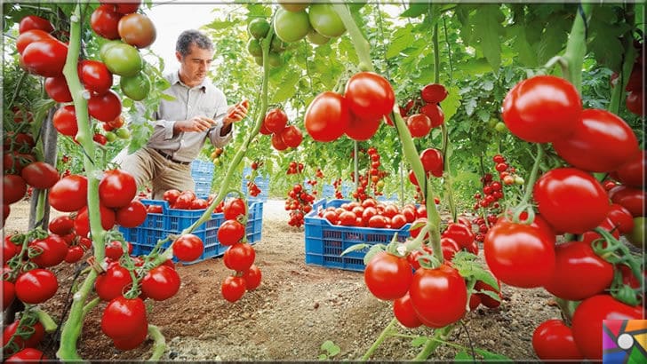 Domates neden yenmeli? Domatesin faydaları ve zararları nelerdir? | Türkiye domates üretiminde dünyada 5. sırada