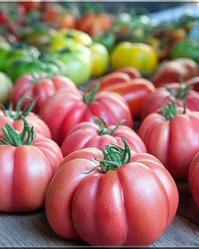 Domatesin tadı neden eskisi gibi değil? Neden gıdalara aroma katılıyor?