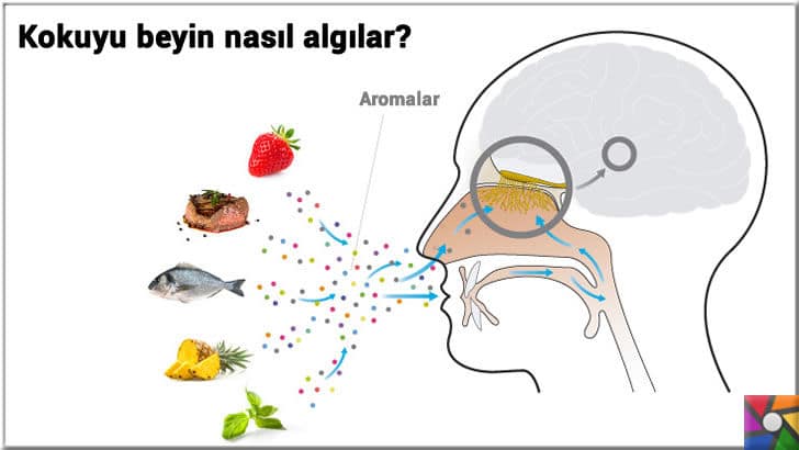 Domatesin tadı neden eskisi gibi değil? Neden gıdalara aroma katılıyor? | Beyin kokuyu nasıl algılar?