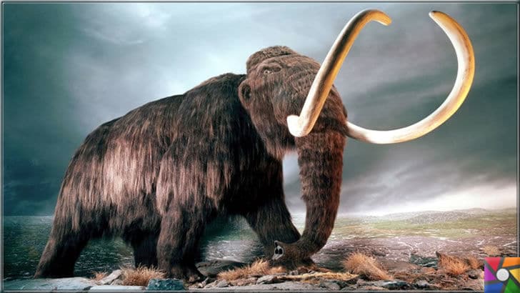 200 yıl sonra nesli tükenmeyen tek iri hayvan inek olacak! | Soyu tükenmiş hayvanlar listesindeki Mamut'un resmi