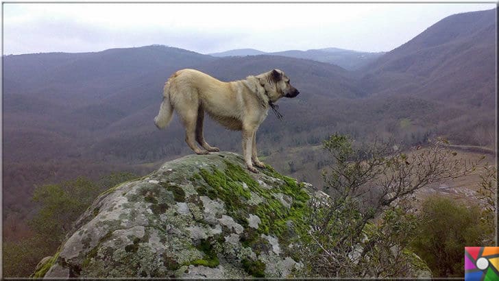 Koruyup kollamak üzerine yaratılmış bir köpek ırkı: Sivas Kangal Köpekleri | Kangal Çoban köpeği adeta dağların aslanı