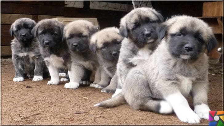 Koruyup kollamak üzerine yaratılmış bir köpek ırkı: Sivas Kangal Köpekleri | Yavru Kangal köpekleri