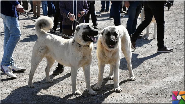 Koruyup kollamak üzerine yaratılmış bir köpek ırkı: Sivas Kangal Köpekleri | Kangal Çoban köpeği yerine onlara Bekçi köpeği desek daha uygun