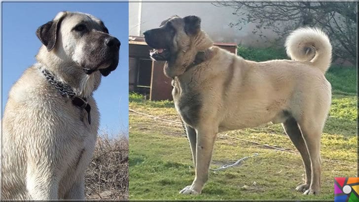 Koruyup kollamak üzerine yaratılmış bir köpek ırkı: Sivas Kangal Köpekleri | Kangal Çoban köpeği duruşu ile harika bir güvenlik uzmanı