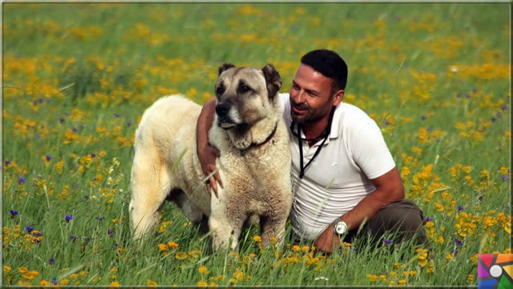 Koruyup kollamak üzerine yaratılmış bir köpek ırkı: Sivas Kangal Köpekleri | Kangal Çoban köpeği sahibi için kendini feda edebilecek kadar sadıktır